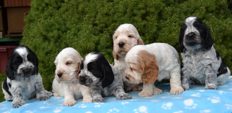 32-Janet, Jantar, Just, Jambo, Jessi, Janie.JPG